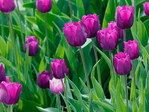 Hoa Tulip (Uất Kim Hương) 